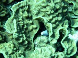 Picture taken of an eel hiding in some cabbage coral in t... by Brian Schembera 